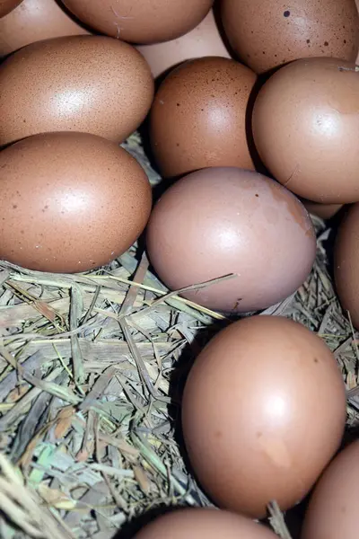 Sepette tavuk yumurtası