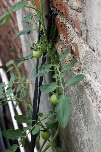 Bir fabrikanın yakınında.