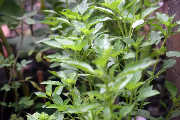 Bahçedeki saksıda yeşil bitkiler