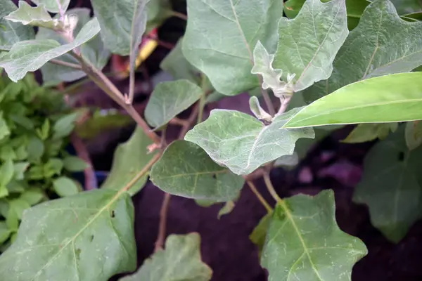 Bahçedeki yeşil yapraklar