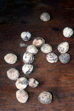 Ahşap arka planda taze mantarlar