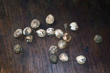 Tahta bir masada bıldırcın yumurtası.