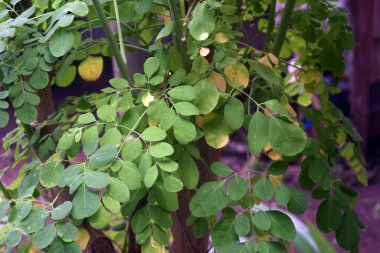 Arkaplanda yeşil yapraklar