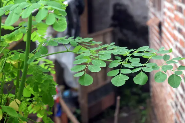 Yeşil yapraklar, doğal bitki örtüsü.