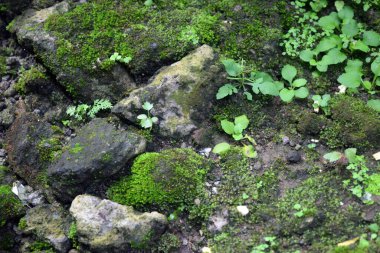 Ormanda yeşil yosun