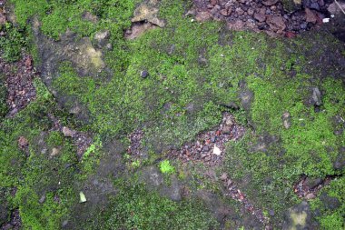 Ormandaki kayalıklarda yosun.