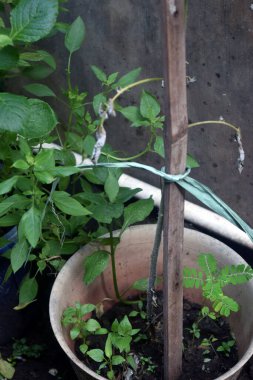 Bahçedeki yeşil bitkiler