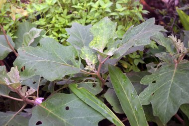 Bahçede yetişen yeşil lahana yaprakları.