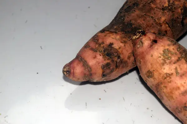 Kökleri olan bir avuç havucu kapat.