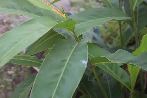 yeşil yapraklar, bitki yaprakları