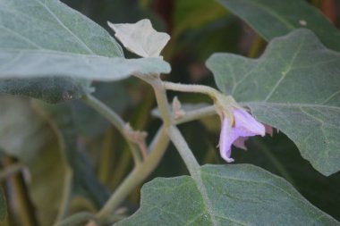 bir ağacın yeşil yaprakları