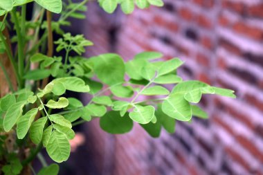 Duvardaki yeşil yaprakların manzarasını kapat