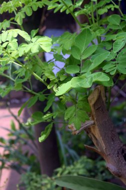 Ormanda yeşil yapraklar