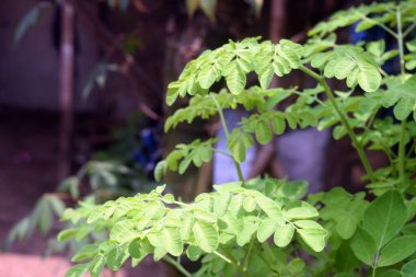 Yeşil yaprakların yakın görünümü
