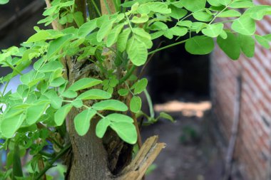 Tahta bir çitte yeşil sarmaşık yaprakları