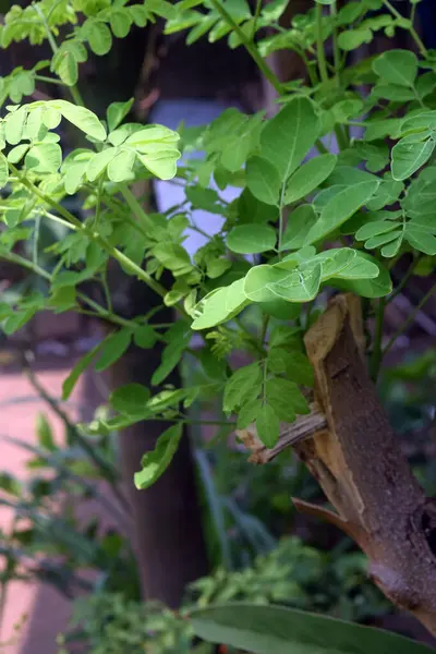 Ormanda yeşil yapraklar