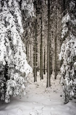 Kış ormanı karla kaplı