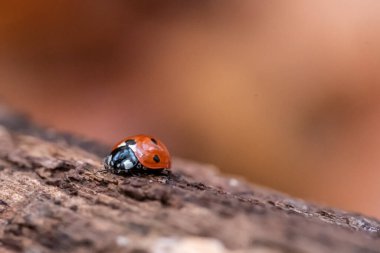 Yapraktaki uğur böceği