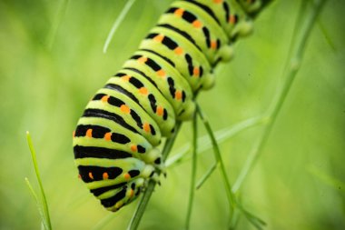Kaplan kelebeği (parilio machaon )