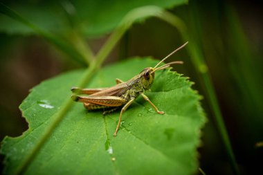 Çekirge yeşil bir yaprağın üzerinde oturuyor