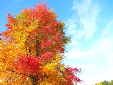 Colours of autumn fall - beautiful black Tupelo tree clipart