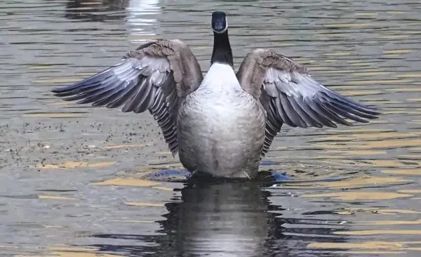 Canadian goose plays in the water