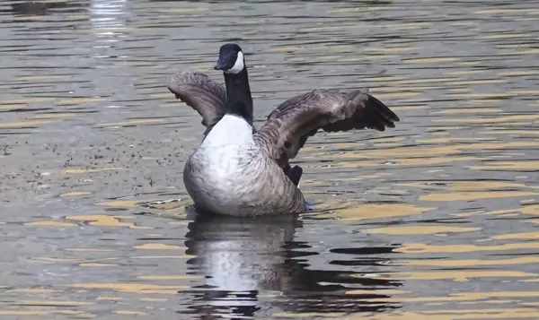 Canadian goose plays in the water