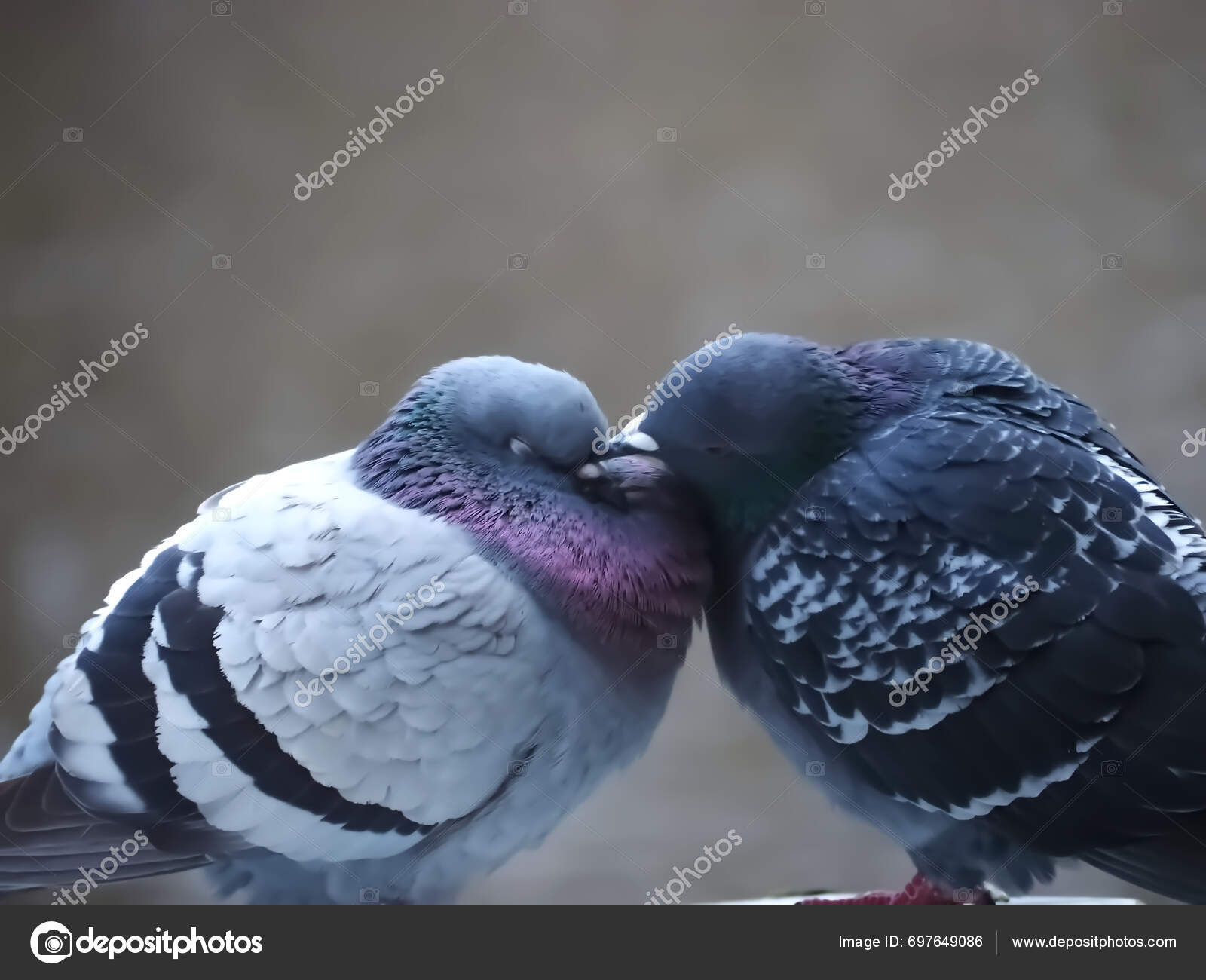Pigeon kiss 스톡 사진, 로열티-프리 Pigeon kiss 이미지 | DepositPhotos, image size:1600x1300