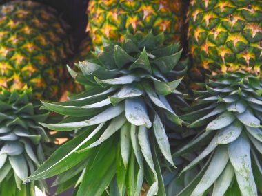 Tahta bir rafta olgun ananas grubu