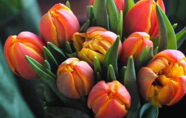 Yüksek kontrastlı parlak turuncu laleler.