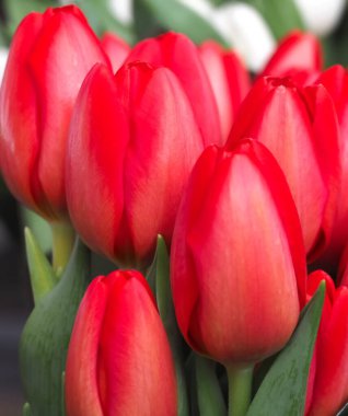 Parlak kırmızı lale demeti