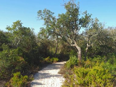 Portekiz 'de soyulmuş meşe ağacı