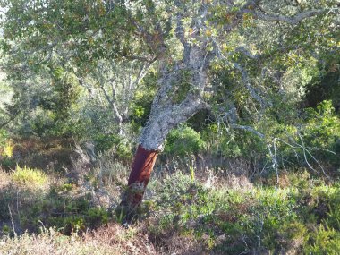 Portekiz 'de soyulmuş meşe ağacı