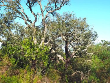 Portekiz 'de soyulmuş meşe ağacı