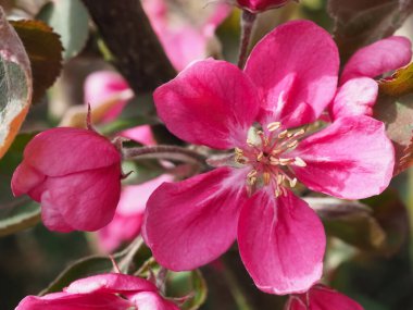 Yaban elması ağaçlarının pembe çiçekleri