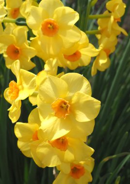 Sarı turuncu çiçekli nergisler grubu.