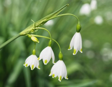 Mayıs ayında beyaz açan kar tanesi çiçekleri löcojum aestivum