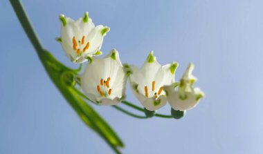 Mayıs ayında beyaz açan kar tanesi çiçekleri löcojum aestivum