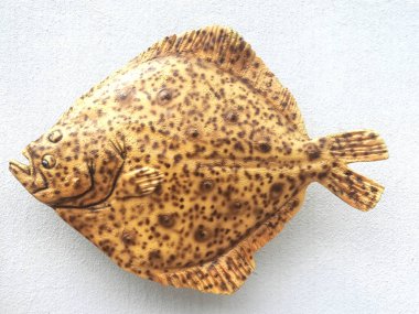 Portekiz 'de Setubal' de Terra de Peixe adında bir balık türü.