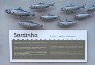 Species of fish with explanation in the land of fish named Terra de Peixe in Setubal in Portugal clipart