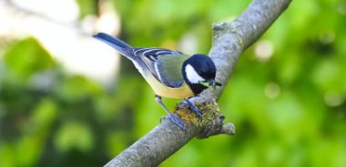 Great tit with a caterpillar in its beak