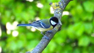 Great tit with a caterpillar in its beak clipart