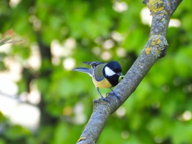 Great tit with a caterpillar in its beak