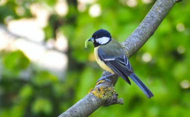 Great tit with a caterpillar in its beak