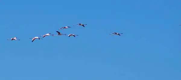 Stock image Beautiful group of flying flamingo birds