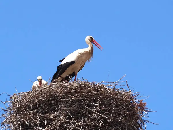 stock image white Stork in the big family nest