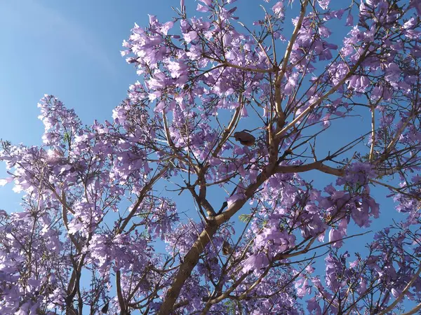 stock image Purple blooming Palisander or Jacaranda mimosifolia tree