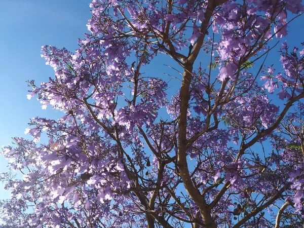 stock image Purple blooming Palisander or Jacaranda mimosifolia tree