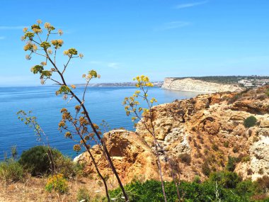Güzel sarı çiçek açan Agave americana bitkisi Portekiz 'de mavi gökyüzü