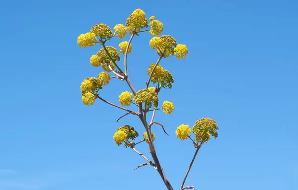 stock image Beautiful yellow blooming Agave americana plant with blue sky in Portugal